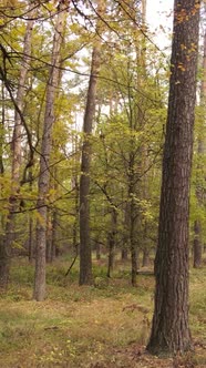 Vertical Video Autumn Forest with Trees By Day