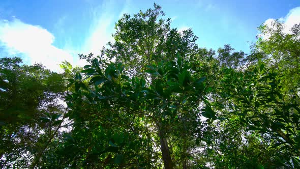 Nature tree pan shot in the forest.