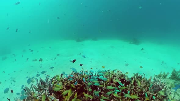 Coral Reef with Fish Underwater. Bohol, Philippines.