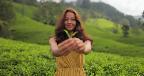 Traveler Woman With Tea Leaf in Hand During Her Travel to Famous Nature Landmark Tea Plantations
