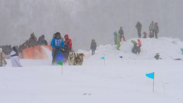 Team of Husky Sled Dogs with Dog-driver