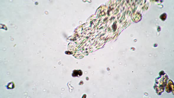 Animal Tardigrade Swims in Water Close Up Under a Microscope