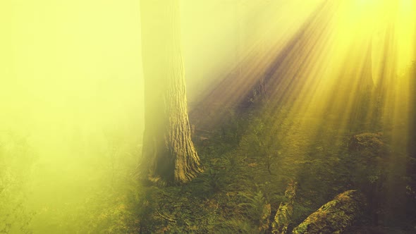 Deep in the Forest on a Misty Morning