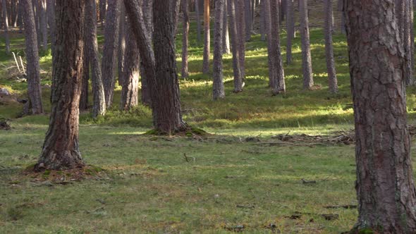 Looking Through Pine Trees on Fall Season Day at the Forest. Panning Shot, Natural Environment.