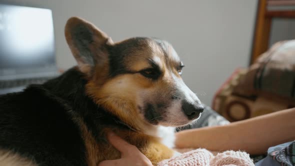Young Woman Is Stroking Her Lovely Welsh Corgi Dog