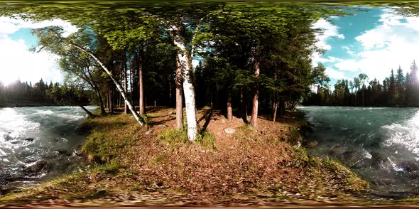 360 VR Virtual Reality of a Wild Forest