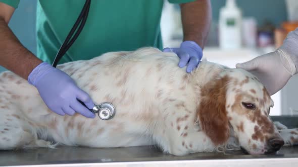 Veterinarian examine the dog in pet hospital. Homeless dog