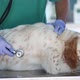 Veterinarian examine the dog in pet hospital. Homeless dog - VideoHive Item for Sale