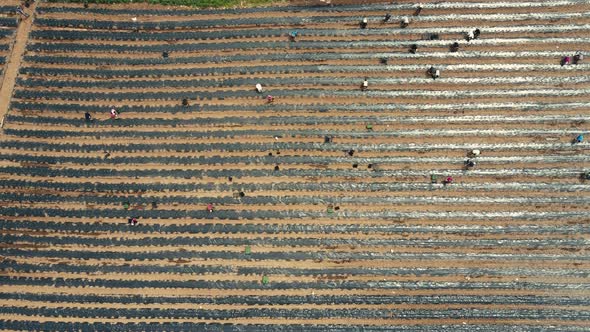 Pepper Seedlings in the Hands of Farmers