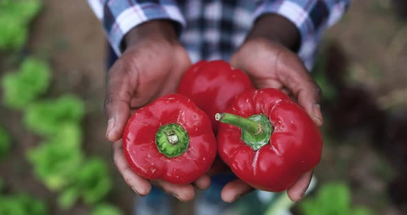 African farmer man holding fresh organic vegetables