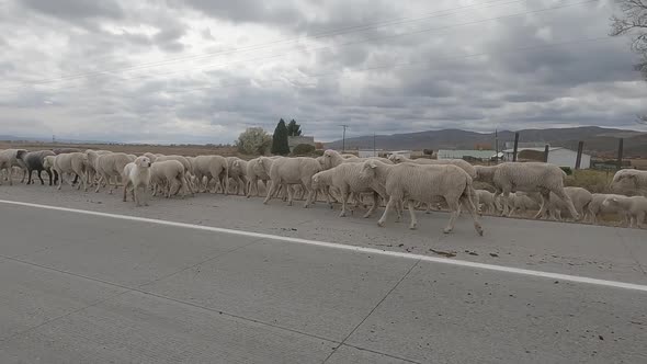 Driving along sheep herd moving along side of the highway in Wyoming