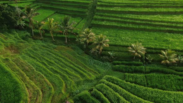 Rice Fields in Bali
