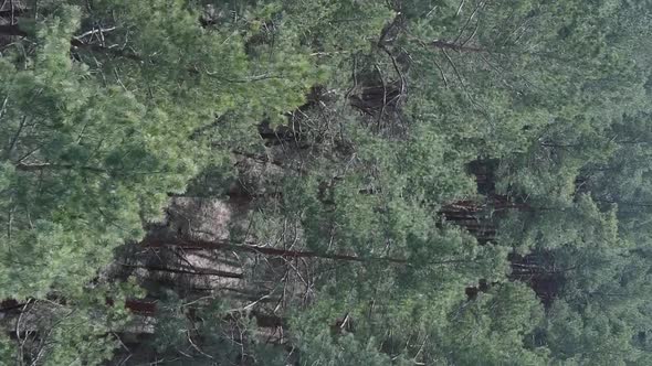 Vertical Video of Green Pine Forest By Day Aerial View