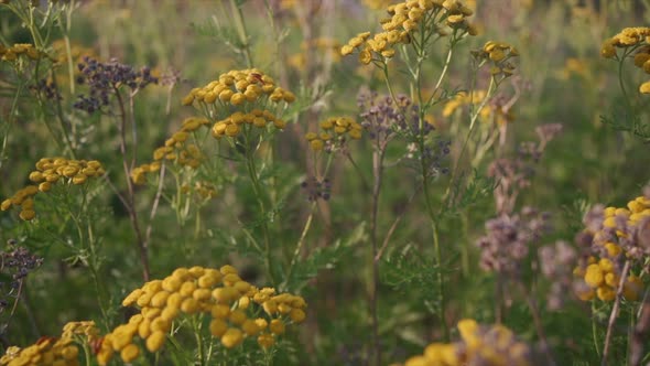 Slow Motion Reveal of beautiful yellow flowers.