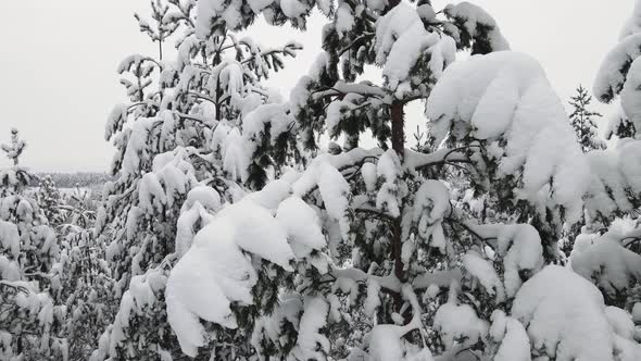 Wonderfully Snowy Forest in Cool Winter Weather Aerial View