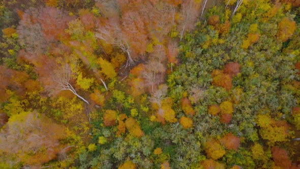 View From the Height on a Bright Autumn Forest As a Background