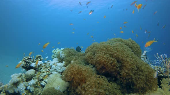 Underwater Scene Tropical Reef