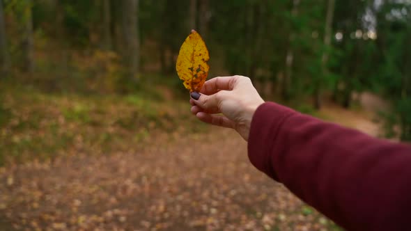 Autumn Leaf in Hands of Yellow Holds Lonely Female in Woods Spbas