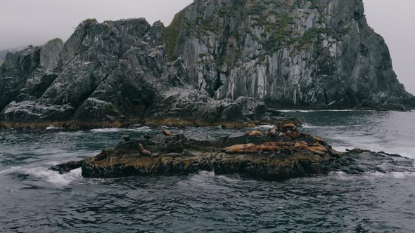 Close Up of Adorable Fur Seal Rookery, Aerial View Shoting From Above with Drone or Quadcopter