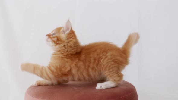 Ginger Cat Hunting for a Mouse on White Isolated Background