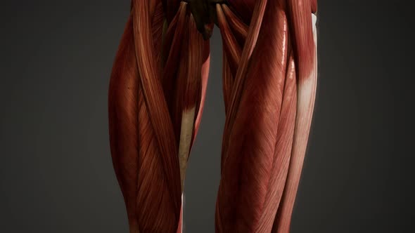 Muscular System of Human Body Animation