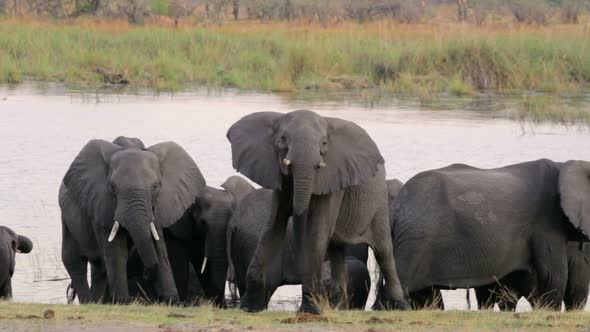 African elephant Africa safari wildlife and wilderness