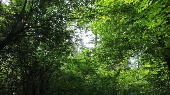 Slow Motion View of Green Forest By Day