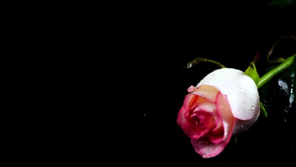 Falling Rose on a Black Background