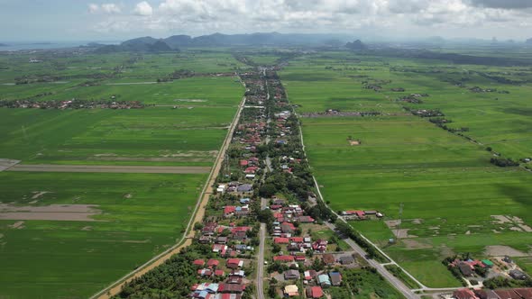 The Paddy Rice Fields of Kedah and Perlis, Malaysia