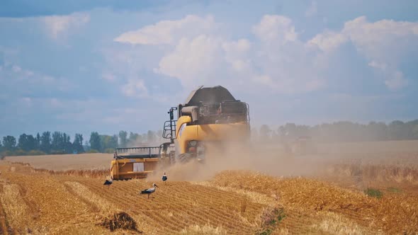 Backside view of modern combine harvesting crop. 