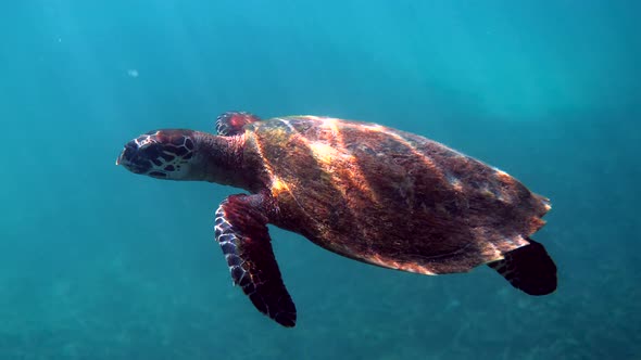 Hawksbill Sea Turtle Swim Underwater