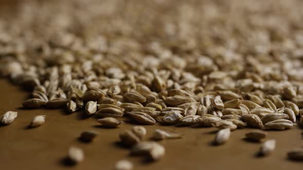 Rotating shot of barley and other beer brewing ingredients - BEER BREWING 128