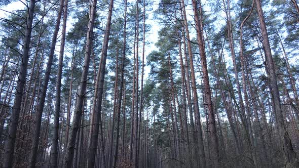 Forest Landscape Aerial View Slow Motion