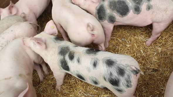 Pigs at pig farm