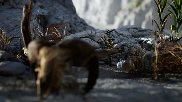 Skull of a Dead Ram in the Desert