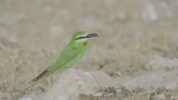 Green Bird Sitting on a Rock