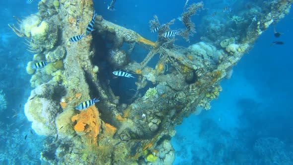 Skeleton Wrecked Japanese Military Gunboat "Tangat" From the Second World War in the Coron Bay