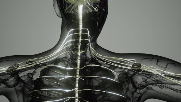 Brain and Nervous System of Human alt