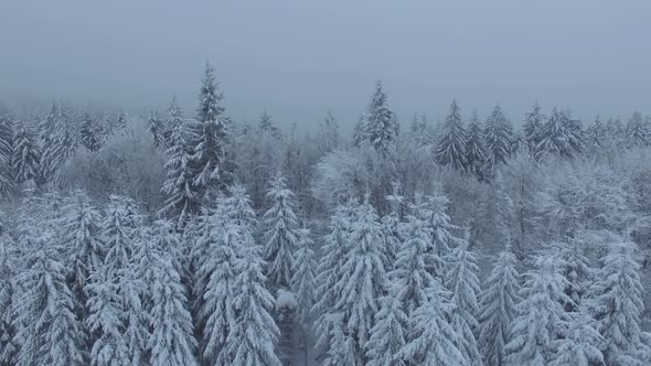 Fog Over the  Frozen Forest