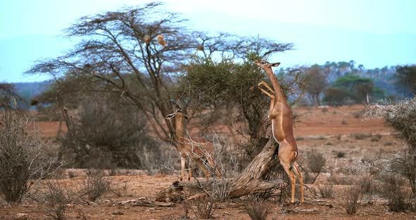 Gerenuk or Waller's Gazelle, litocranius walleri, Female standing on Hind Legs