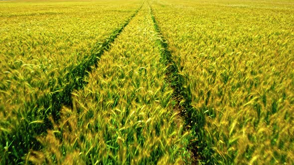 Aerial view of golden fields of wheat in sunny day