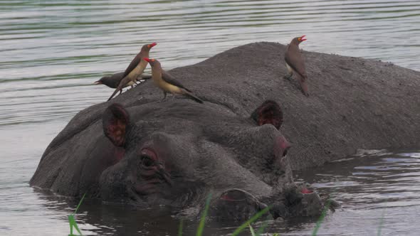 Red-Billed Oxpecker Birds Perching At The Back Of A Hippopotamus Swimming In The Lake In Botswana -
