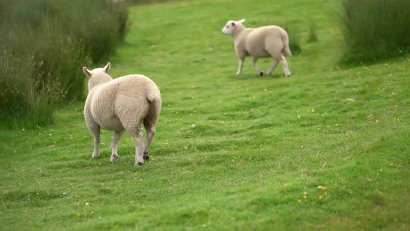 A group of sheep stood in a green field