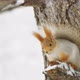 The squirrel sits on a tree in the winter forest - VideoHive Item for Sale
