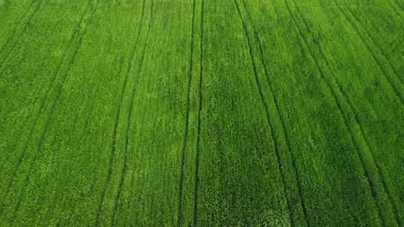 Aerial View on Green Wheat Field in Countryside