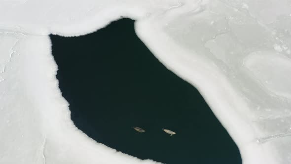 The Far Eastern Seal Swims on the Surface of the Sea Among the Ice Floes