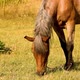 Horse in the field. Horse in the countryside. - VideoHive Item for Sale