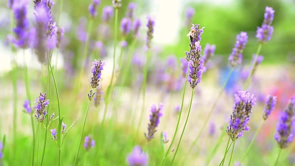 Lavender and a bee 