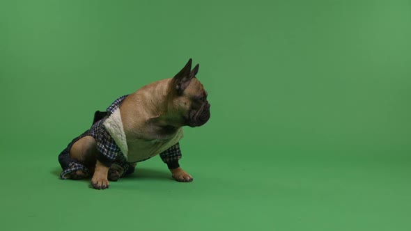 French Bulldog in Fancy Style