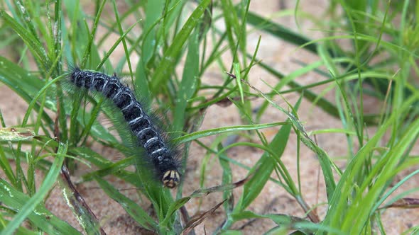 Caterpillar Crawling on the Grass